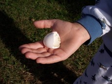 Gartenplanung Kind Vogelei Erlebnisgarten Naturgarten