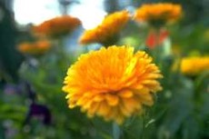 Gartenplanung Kinder Ringelblume