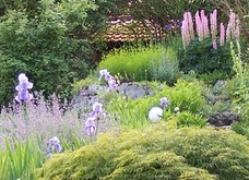 Iris Lupine Katzenminze Japanischer Ahorn klein