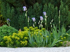 Iris Wolfsmilch Fette Henne