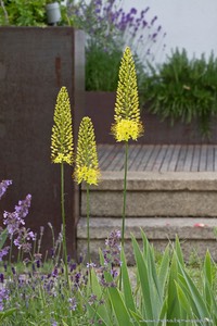Landschaftsarchitektin Waas Renate Vorgarten