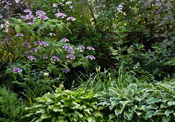 Samthortensie Funkien Hemerocallis Bux