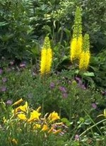 Stauden Trockenbeet Kiesbeet Eremurus